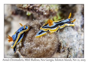 Anna's Chromodoris