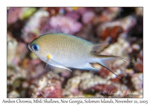 Ambon Chromis