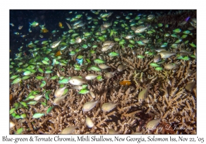 Blue-green & Ternate Chromis