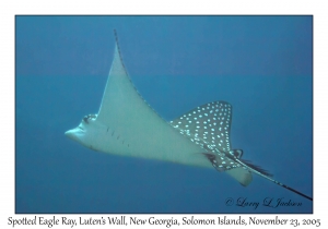 Spotted Eagle Ray