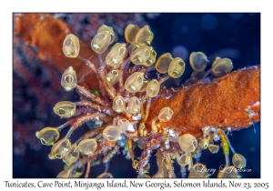 Tunicate