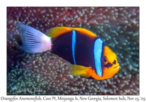 Orangefin Anemonefish