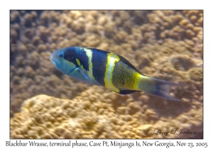 Blackbar Wrasse