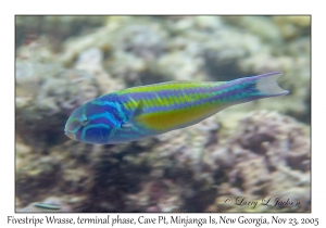 Fivestripe Wrasse