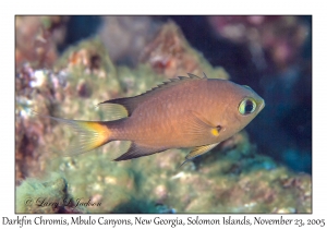 Darkfin Chromis