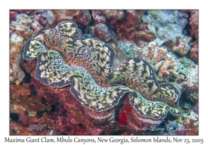 Maxima Giant Clam