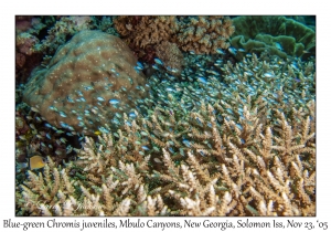 Blue-green Chromis juveniles