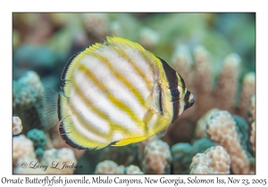 Ornate Butterflyfish juvenile