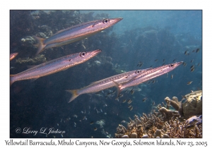 Yellowtail Barracuda