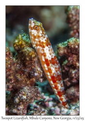 Twospot Lizardfish