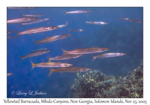 Yellowtail Barracuda