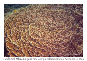 Hard Coral