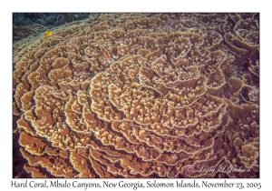 Hard Coral