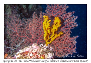 Sponge & Sea Fan