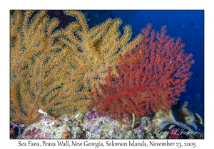 Sea Fans