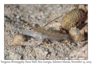 Tangaroa Shrimpgoby