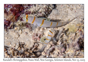 Randall's Shrimpgobies