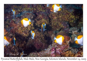 Pyramid Butterflyfish