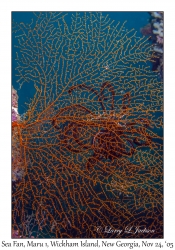 Sea Fan