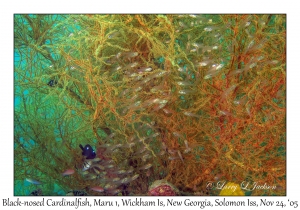 Black-nosed Cardinalfish