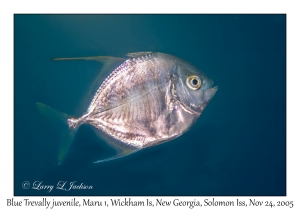 Blue Trevally juvenile