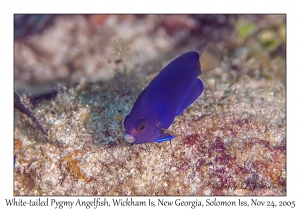 White-tailed Pygmy Angelfish