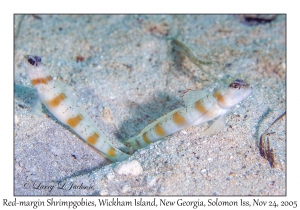 Red-margin Shrimpgobies