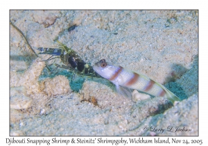 Djibouti Snapping Shrimp & Steinitz' Shrimpgoby