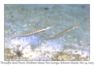 Threadfin Sand Divers