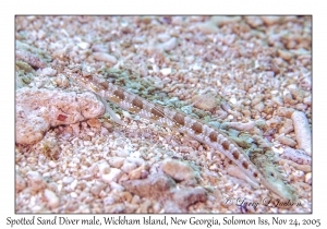 Spotted Sand Diver