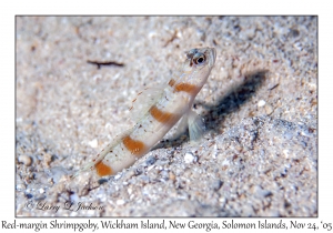 Red-margin Shrimpgoby