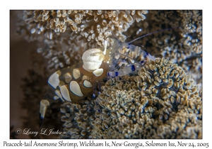 Peacock-tail Anemone Shrimp