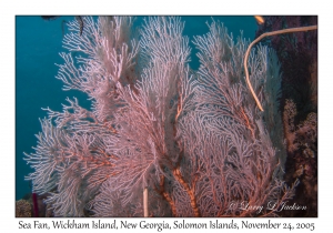 Sea Fan