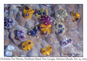 Christmas Tree Worms