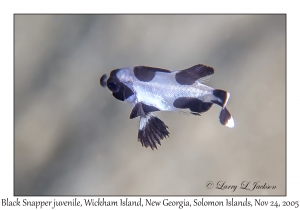 Black Snapper juvenile