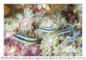 Blunthead Wrasses