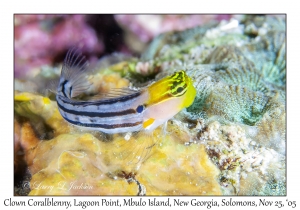 Clown Coralblenny