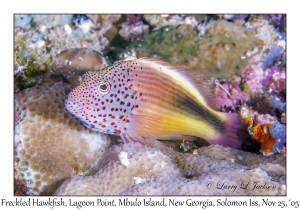 Freckled Hawkfish