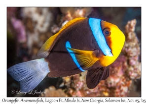 Orangefin Anemonefish