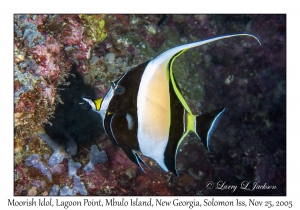 Moorish Idol