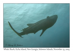 Whale Shark