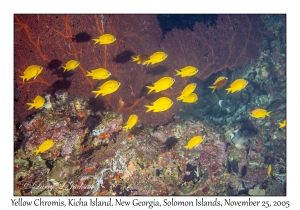 Yellow Chromis