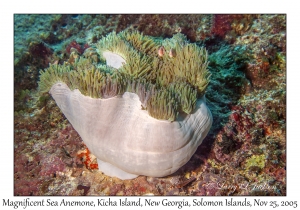 Magnificent Sea Anemone