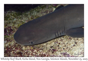 Whitetip Reef Shark