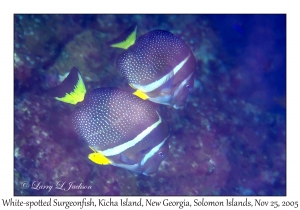 White-spotted Surgeonfish