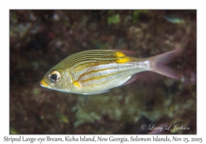 Striped Large-eye Bream