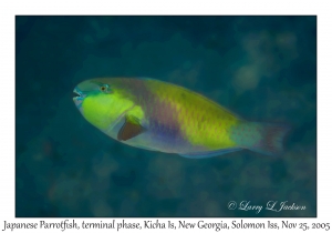 Japanese Parrotfish