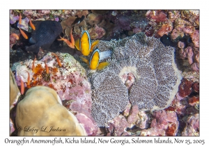 Orangefin Anemonefish