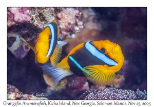 Orangefin Anemonefish