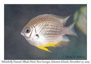 Whitebelly Damsel